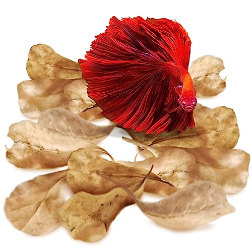 SunGrow 50 Pack of Catappa Indian Almond Leaves for Betta Fish Tanks - 2” Water Conditioning Leaves, Ultimate for Shrimp, Goldfish, Guppies, and Frogs